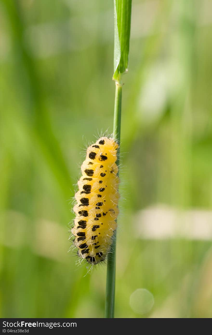 Caterpillar on a green blade of grass. Caterpillar on a green blade of grass