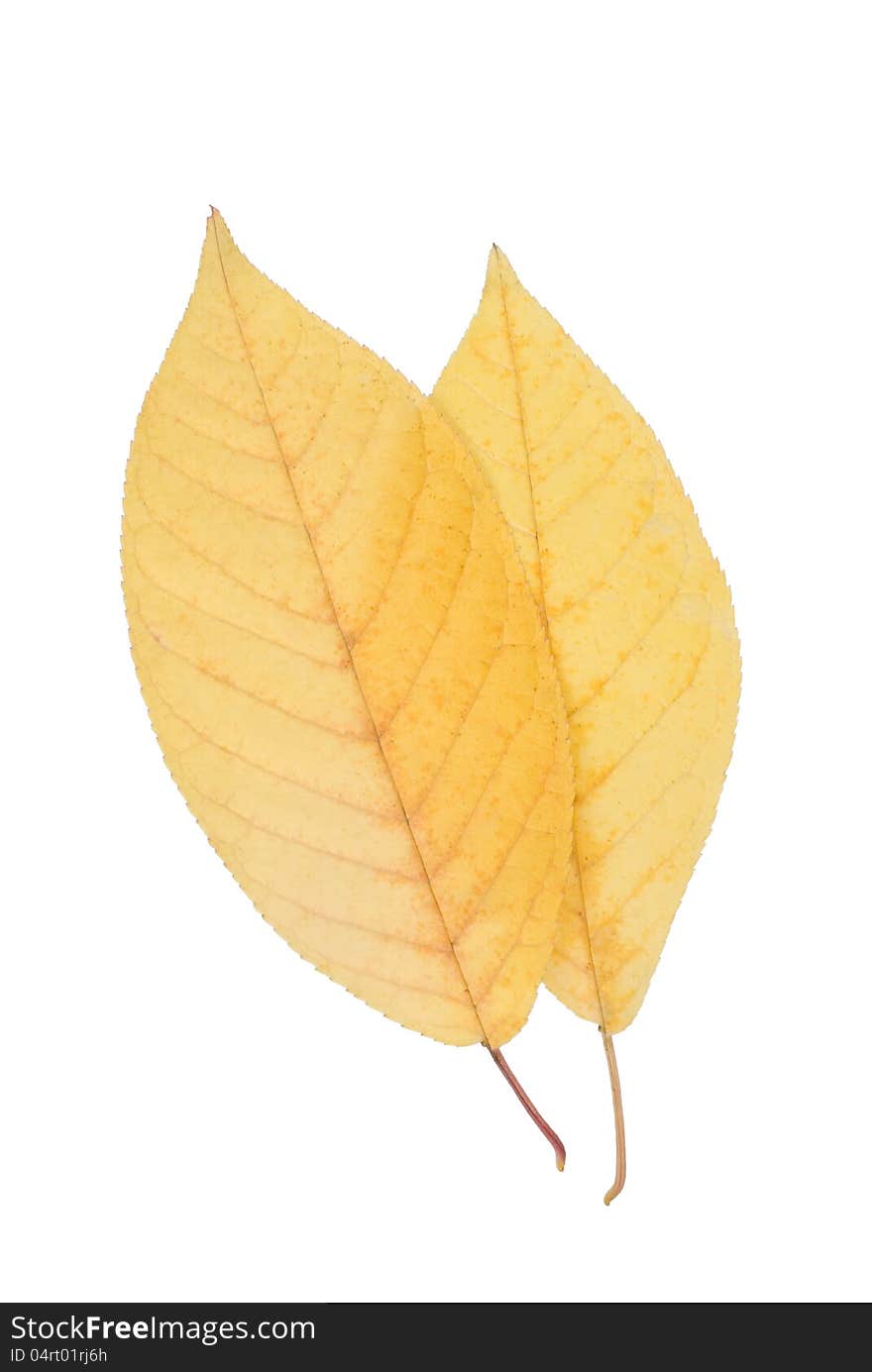 Two yellow leaf on a white background