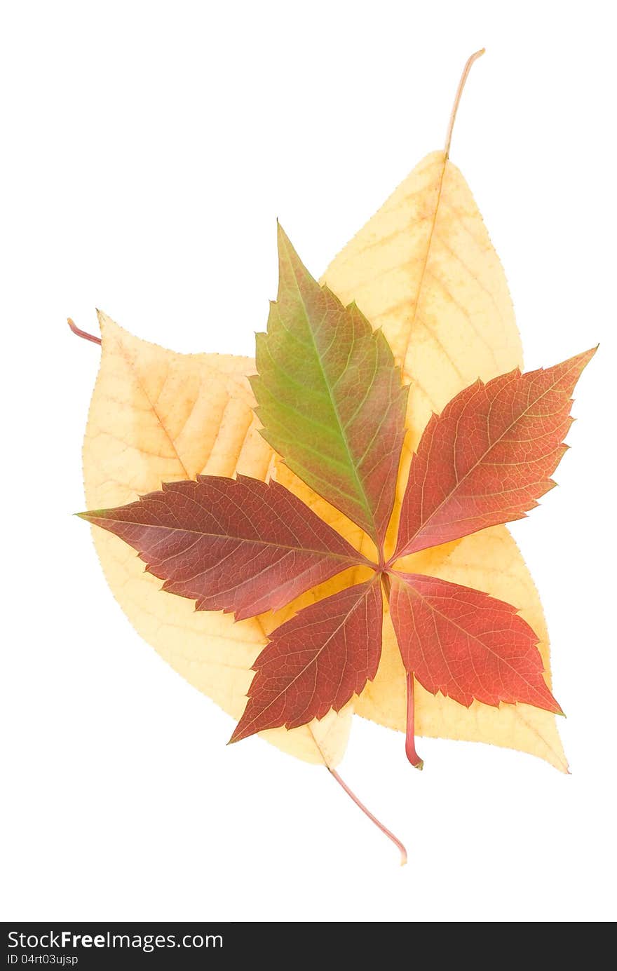 Colored fallen autumn leaves on a white background