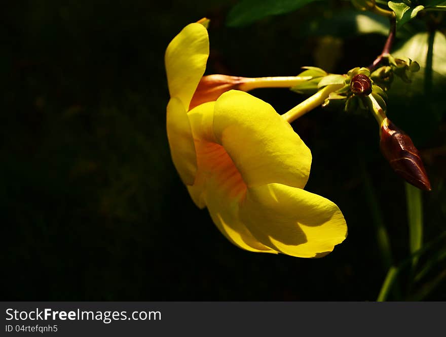 The sunlight， yellow flowers above