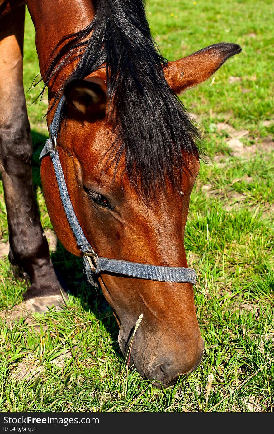 Horse, burning a grass on a green meadow