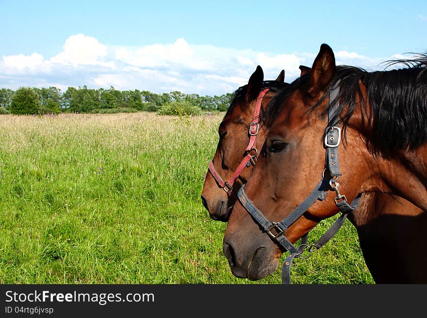 Two horses, being grazed on a green meadow in a summer sunny day