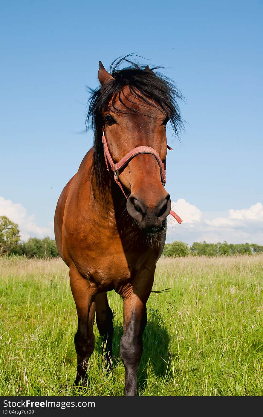 Horse, burning a grass on a green meadow