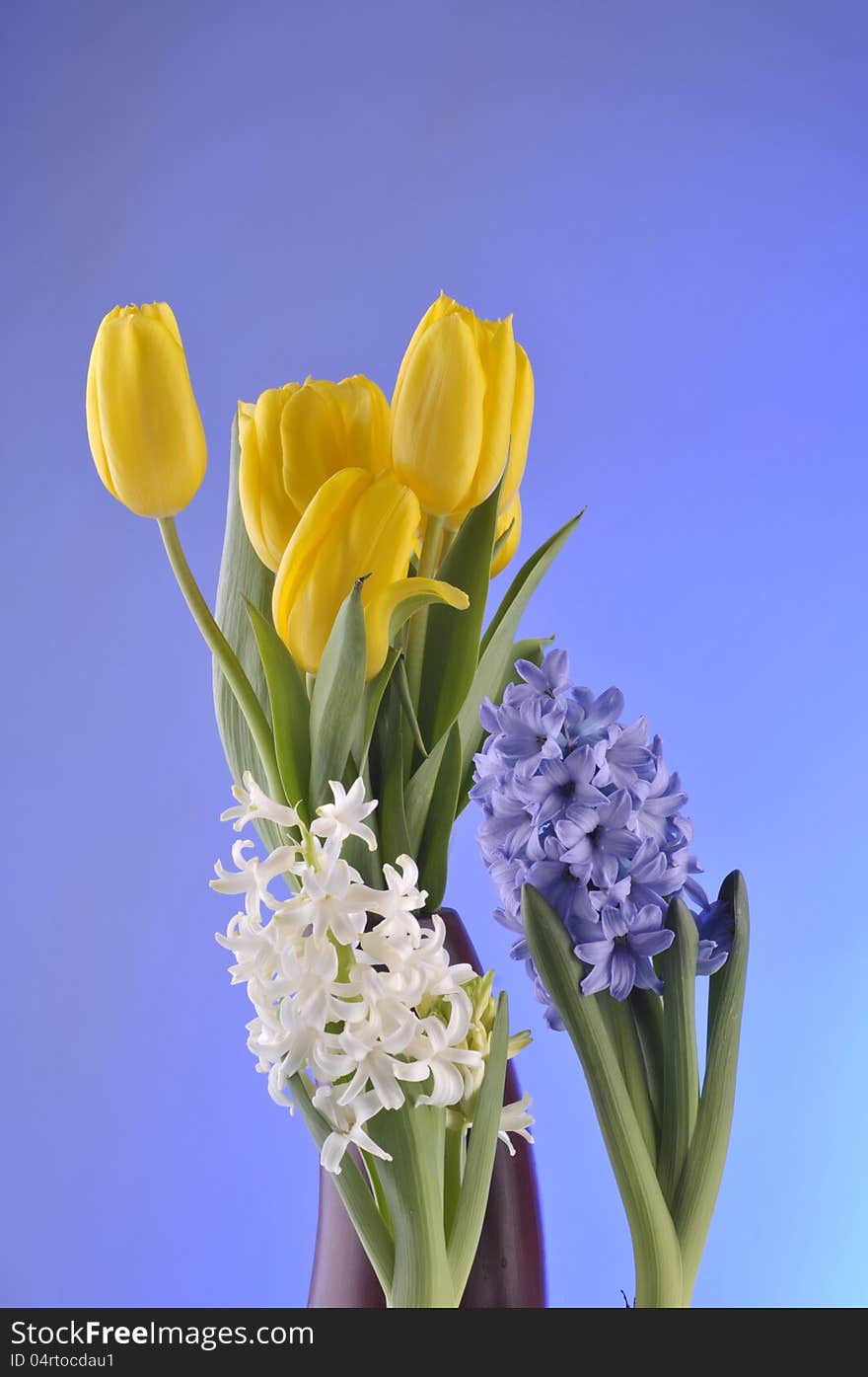 Spring tulips,  hyacinth over blue background. Spring tulips,  hyacinth over blue background