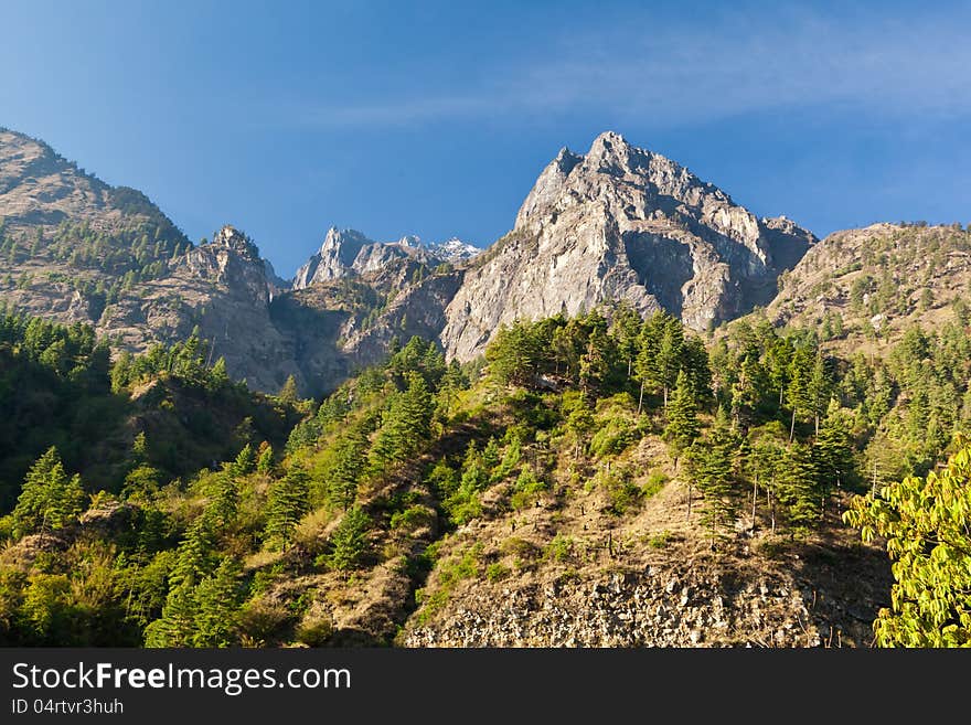 Pine Forest In Annapurna Trek