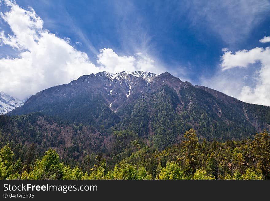 Pine Forest In Annapurna Trek