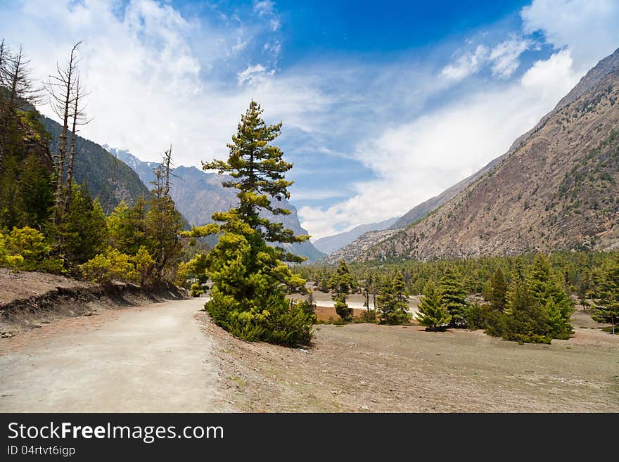 Pine forest in Annapurna trek, Himalaya, Nepal