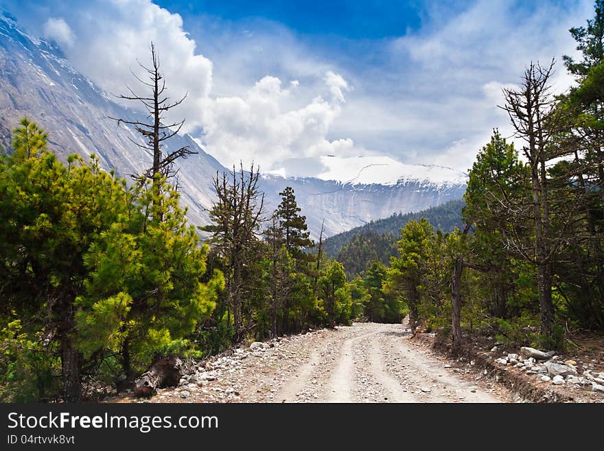 Pine forest in Annapurna trek