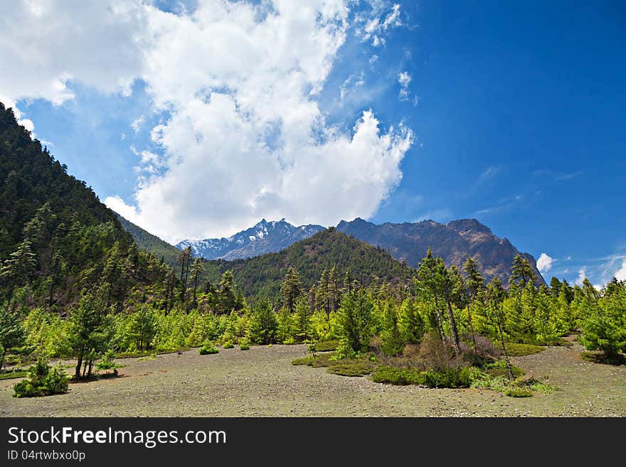 Pine forest in Annapurna trek