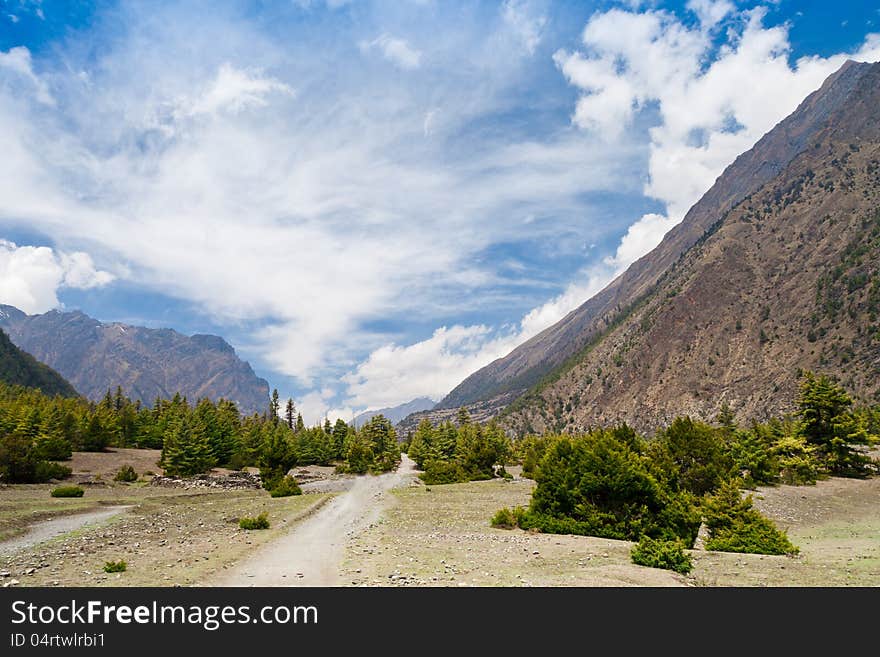 Pine forest in Annapurna trek, Himalaya, Nepal