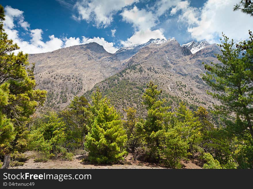 Pine forest in Annapurna trek