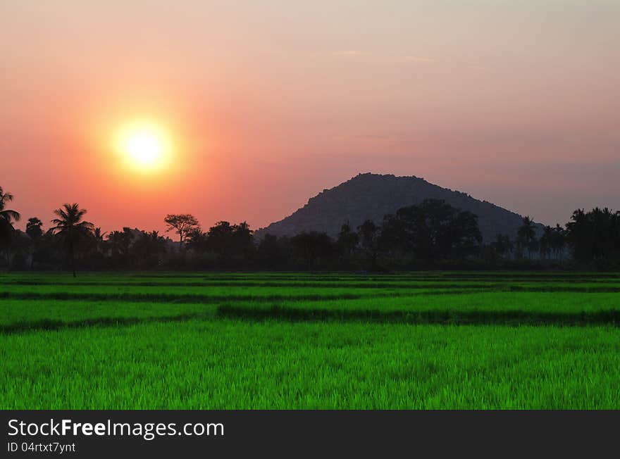 Sunset in the field, India. Sunset in the field, India