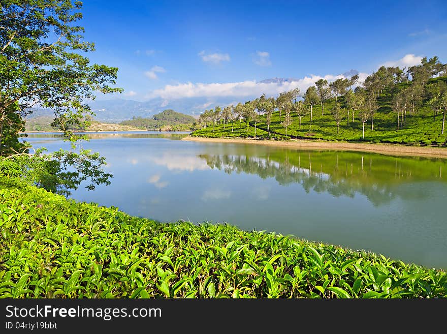 Tea plantation