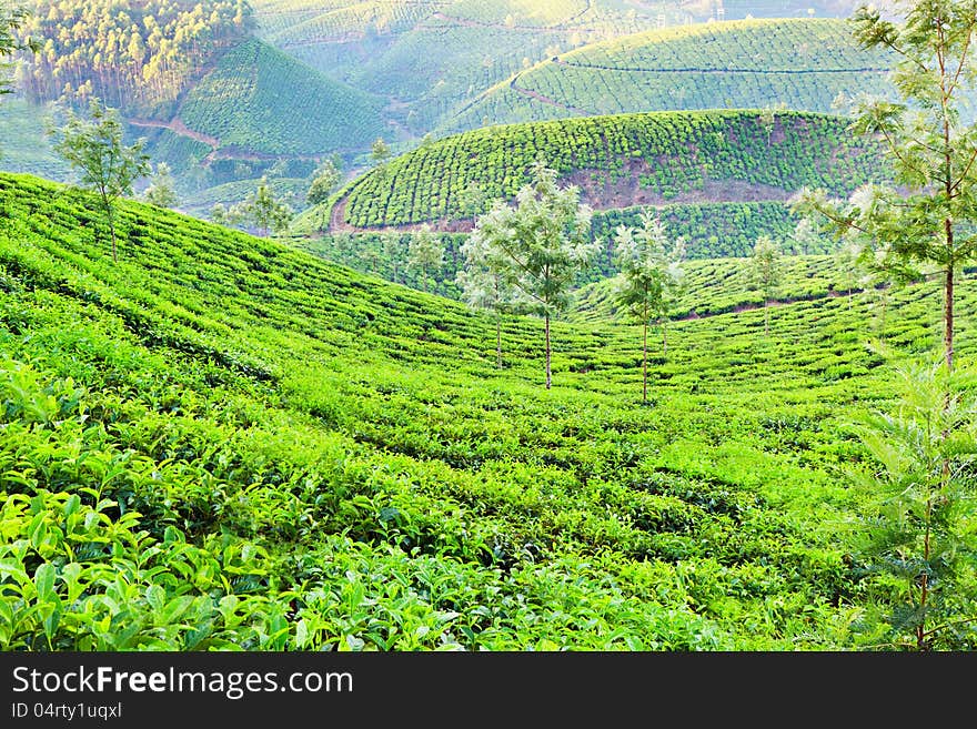 Tea plantation in Munnar, India