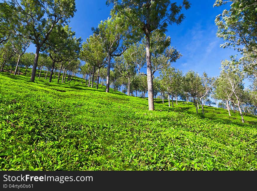 Tea plantation in Munnar, India