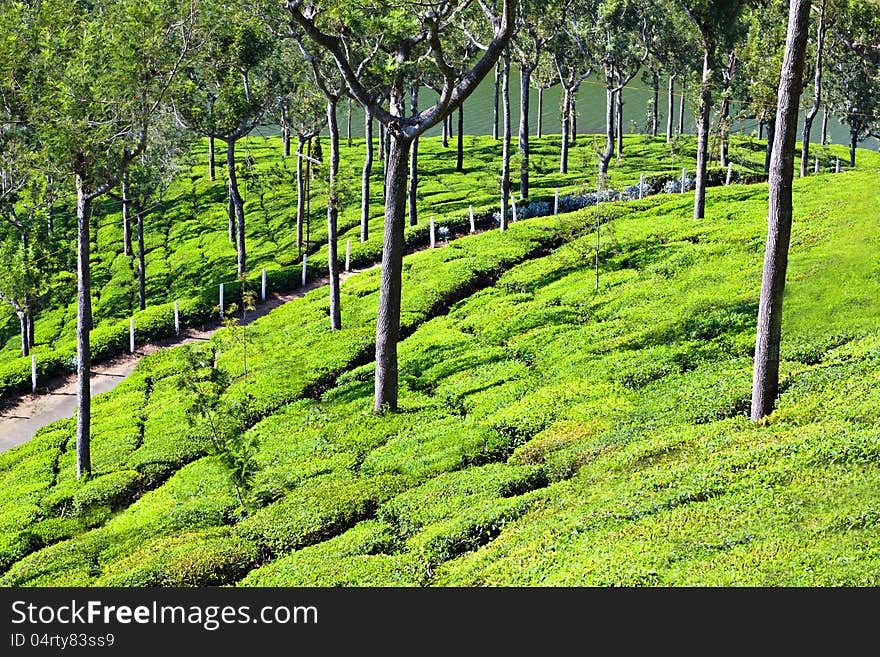 Tea plantation in Munnar, India