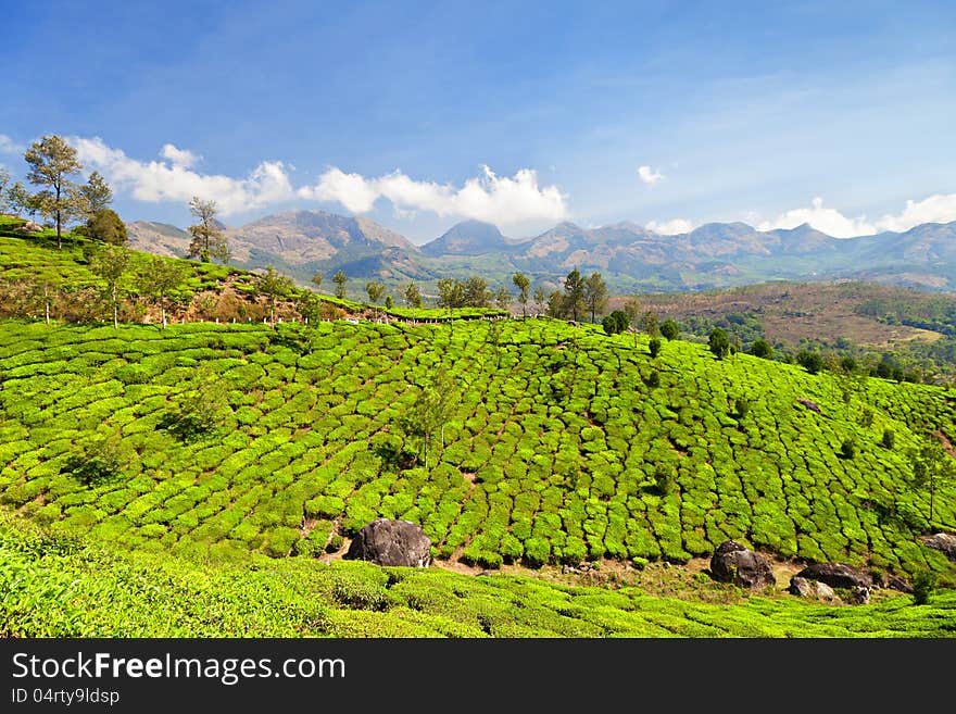 Tea plantation in Munnar, India