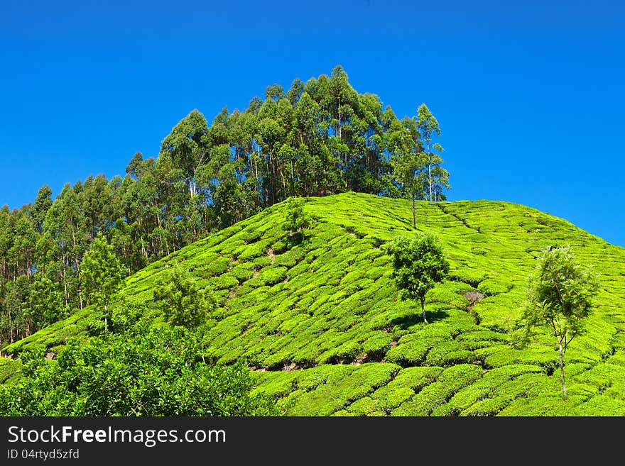 Tea plantation