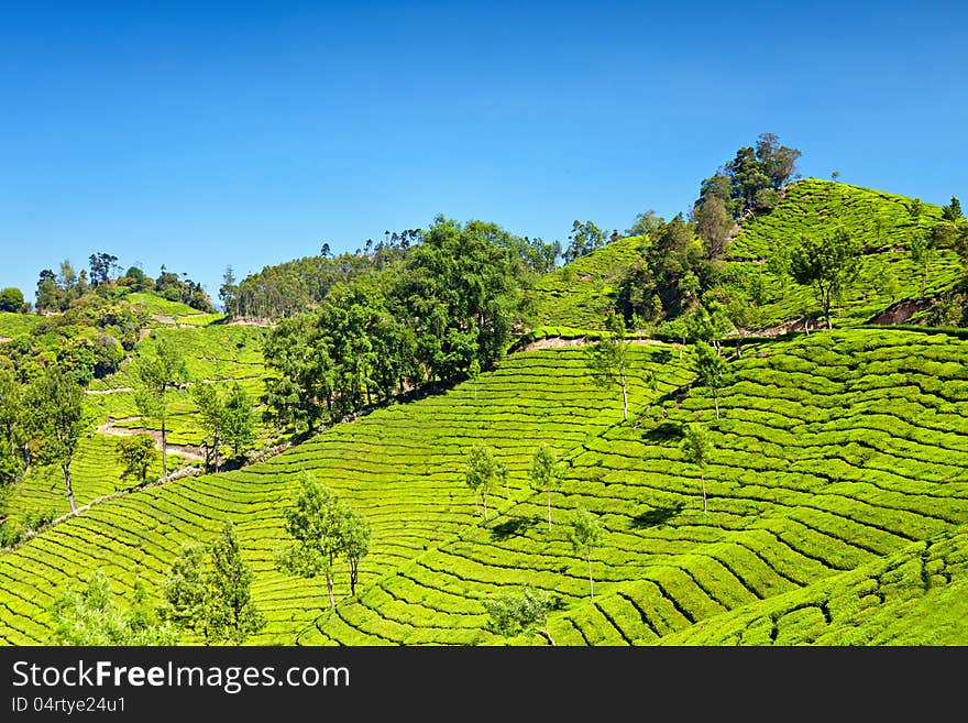 Tea plantation