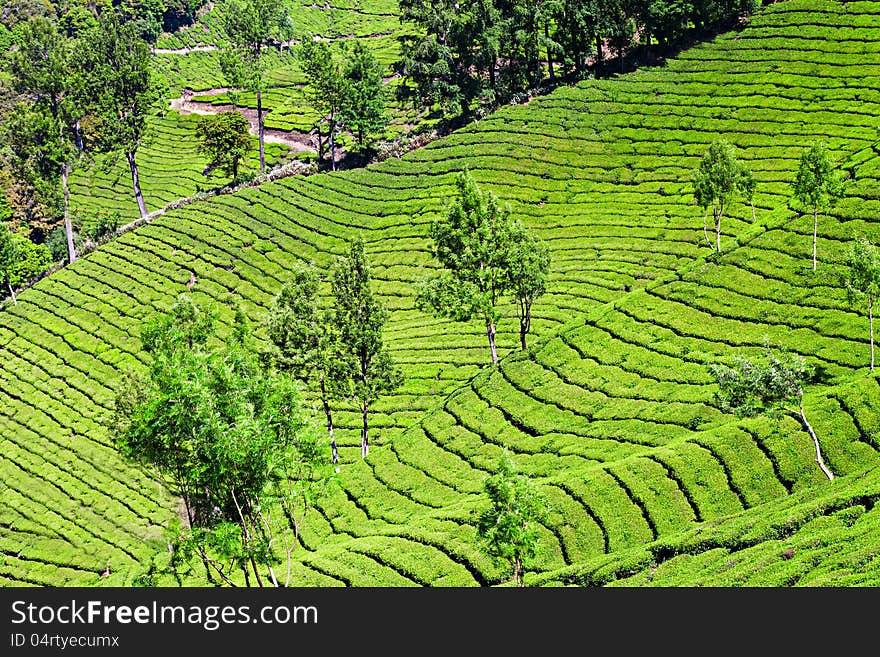 Tea plantation