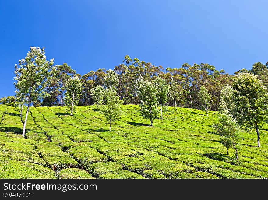 Tea Plantation