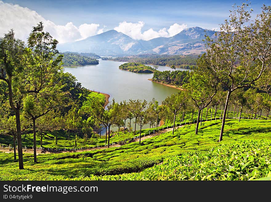 Tea plantation