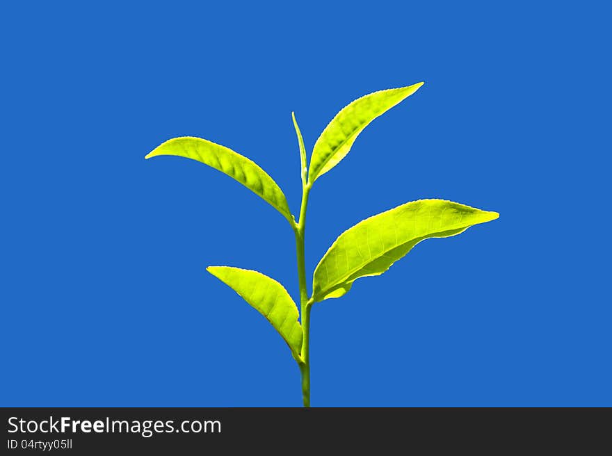 Tea leaves on plantation, India