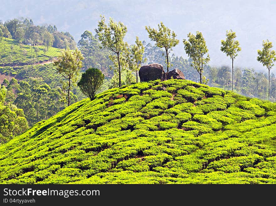 Tea Plantation