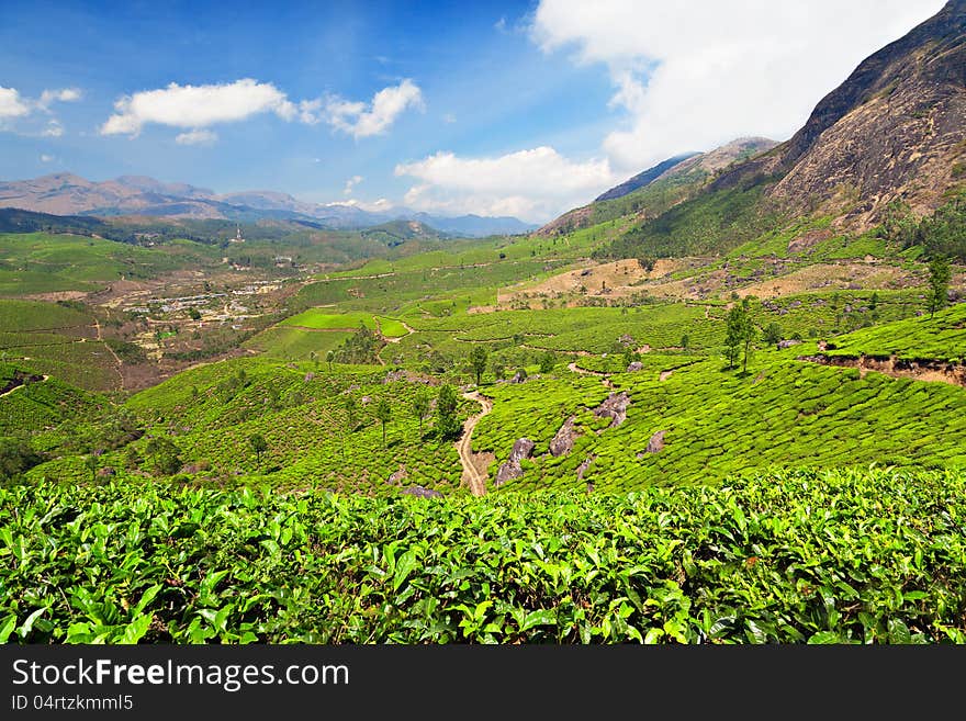 Tea Plantation