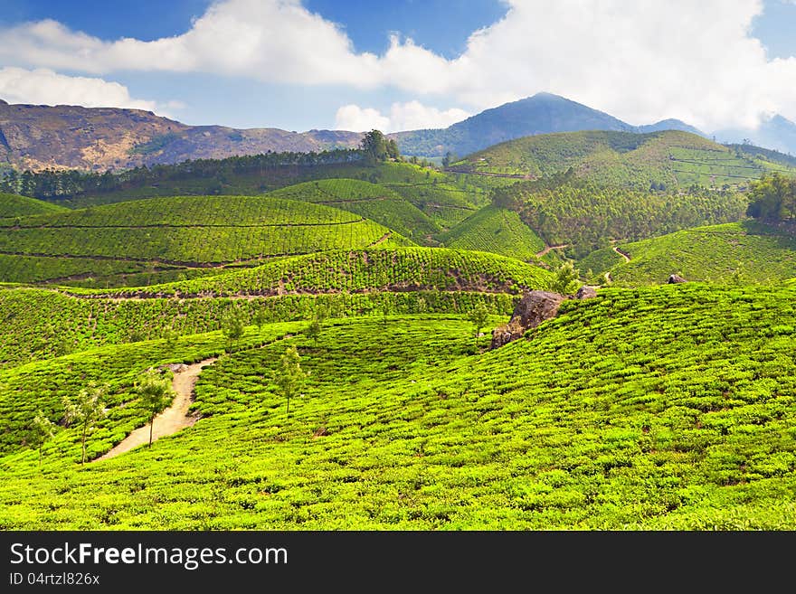 Tea plantation in Munnar, India