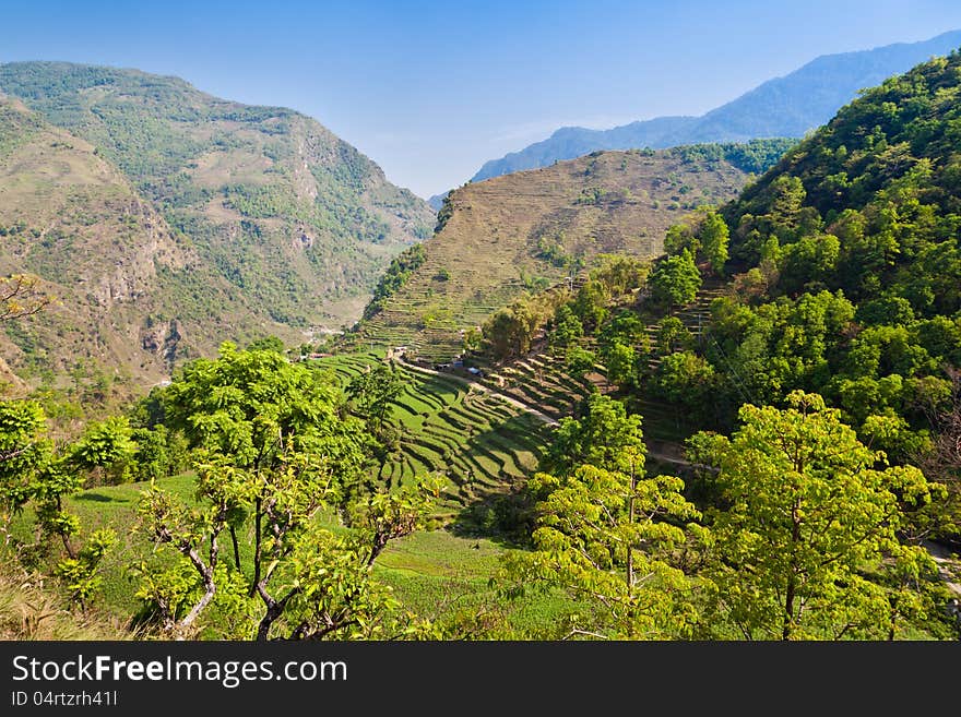 Green terraces, Annapurna conservation area, Nepal