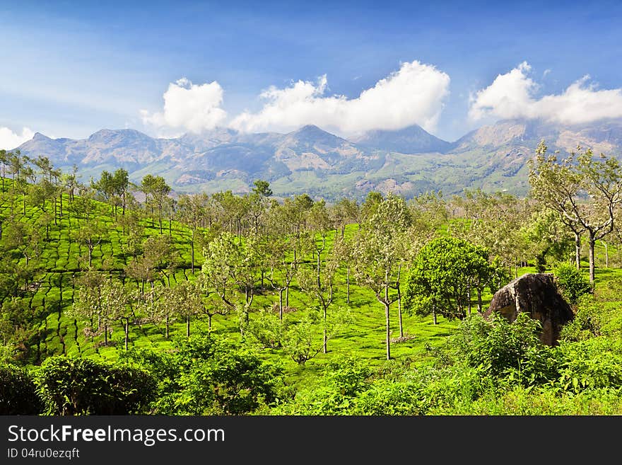 Tea plantation in Munnar, India