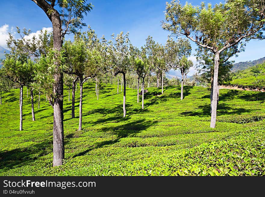 Tea plantation in Munnar, India