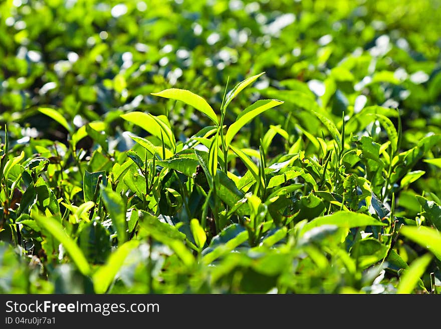 Tea leaves on plantation, India