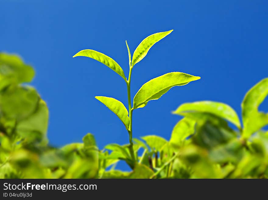 Tea leaves on plantation, India