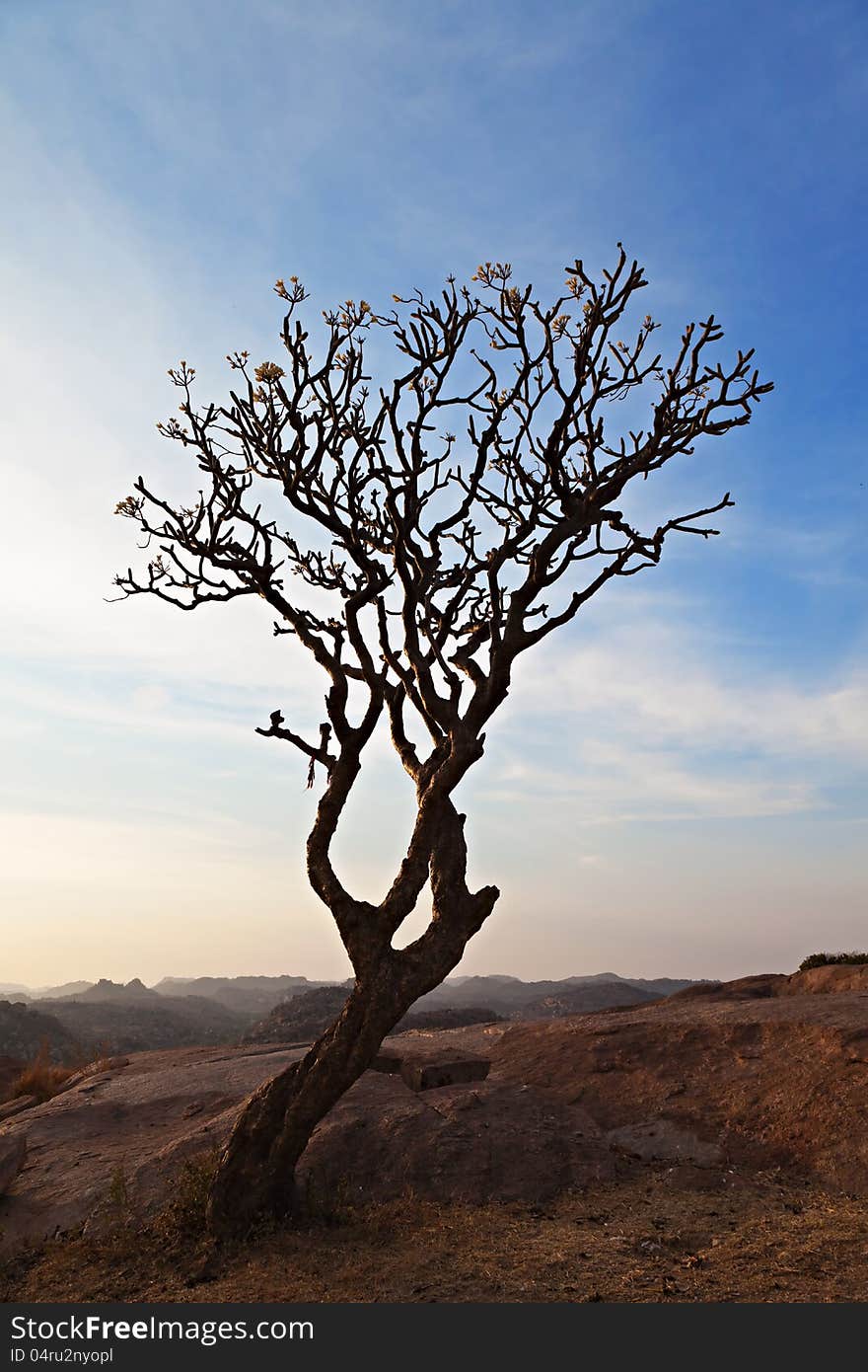 Tree in the sunset sky, Hampi, India