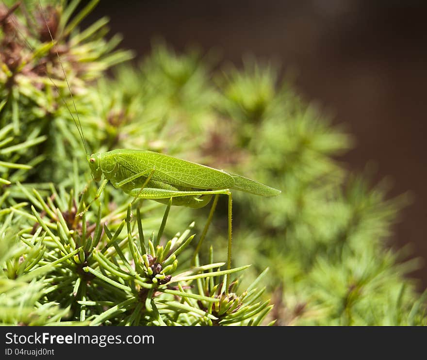 The grasshopper on a fir nano