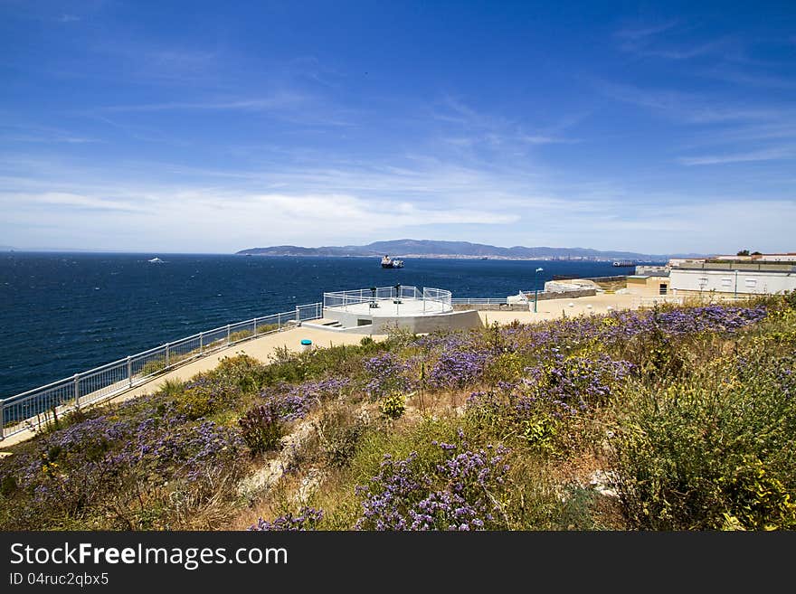 Costal Flowers in Gibralter near Spain. Costal Flowers in Gibralter near Spain