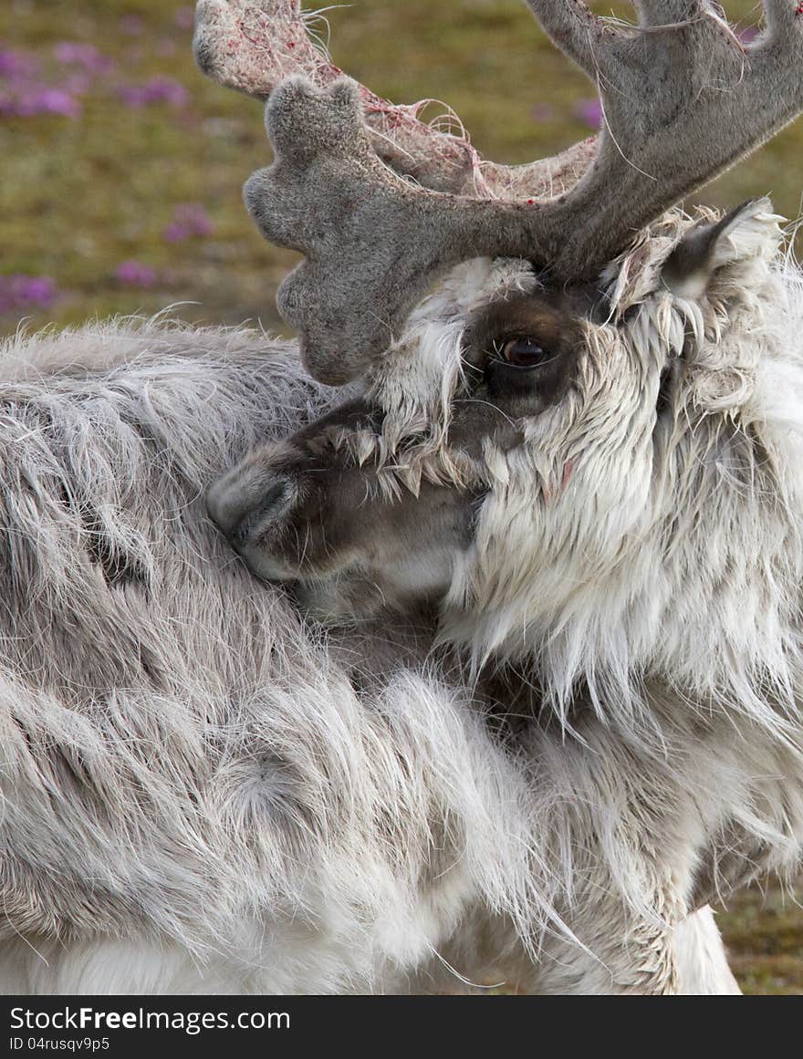 An arctic Reindeer cleaning its fur.