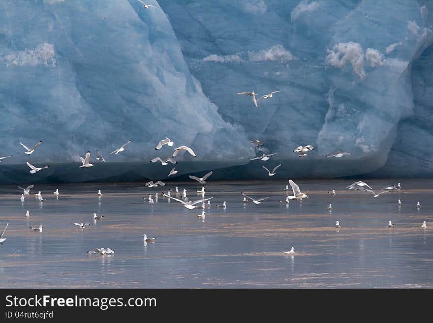 A flock of Kittiwakes