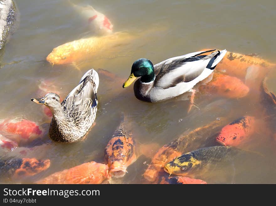 Ducks koi fish in pond