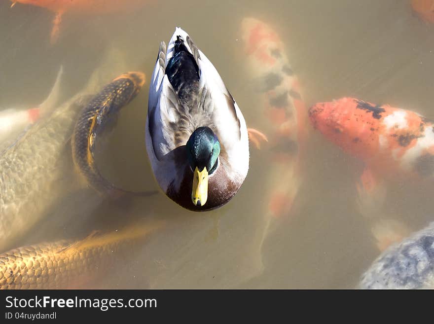 A duck is among the friendly Koi (carp) fish. A duck is among the friendly Koi (carp) fish.