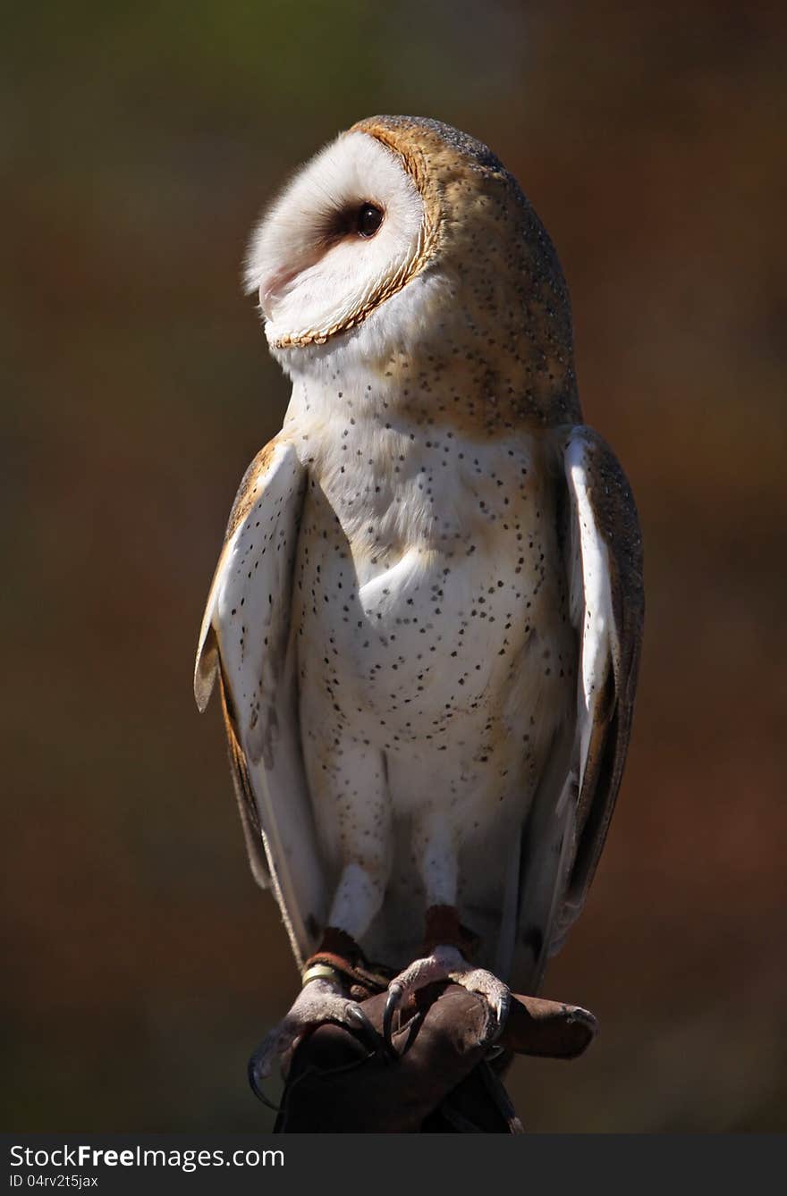 Portrait of Barn Owl