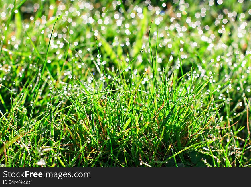 Macro of dew drops on blades of grass in bright morning sunlight. Macro of dew drops on blades of grass in bright morning sunlight