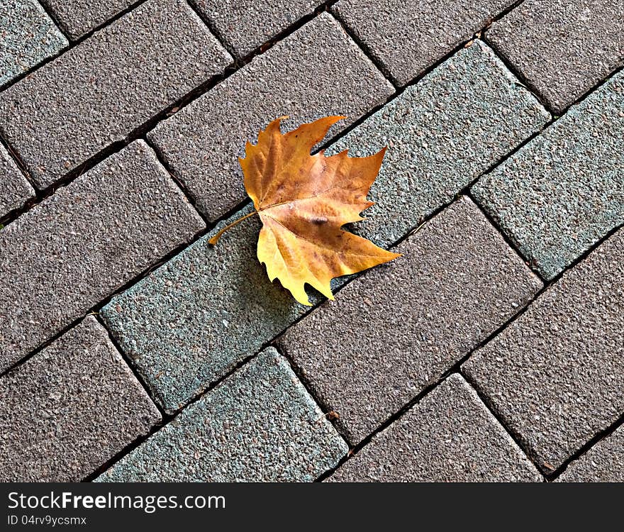 Lonely yellow maple leaf on paving in autumn