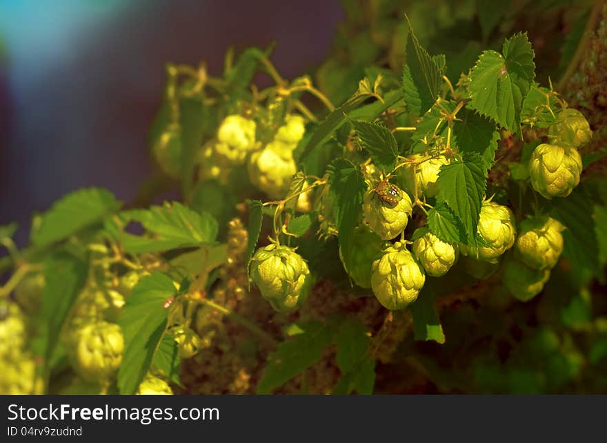 Hop cones and colorful bug. Defocused background.