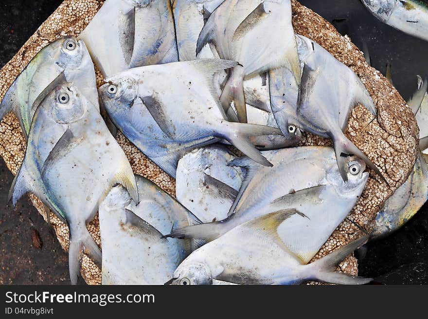 Sea pomfret at a fish market in India