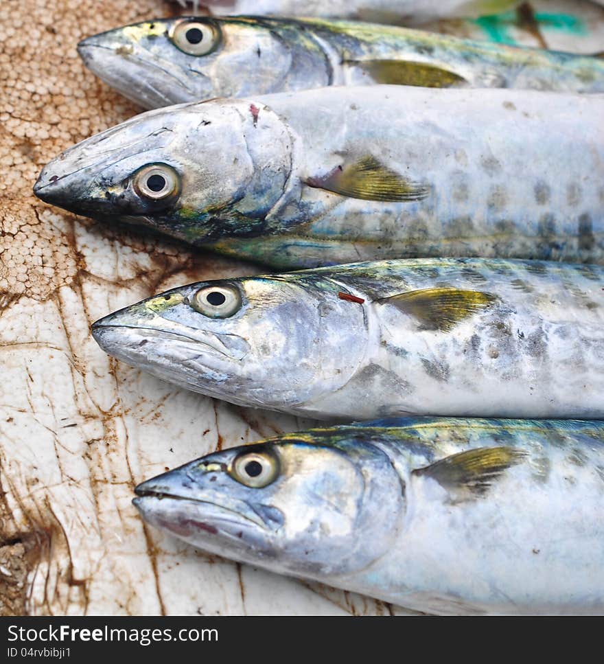 King Mackerel fish at a fish market in India