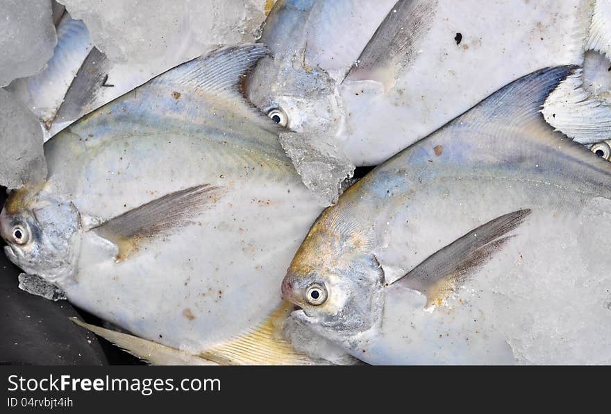 Sea pomfret at a fish market in India