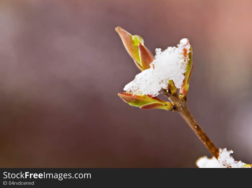 Sprout under the snow in spring. Sprout under the snow in spring